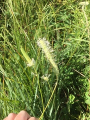 Sanguisorba canadensis