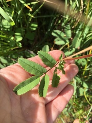 Sanguisorba canadensis