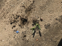 Echinodorus uruguayensis