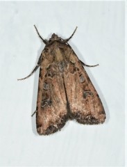 Euxoa ochrogaster