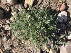 Astragalus vexilliflexus