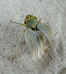 Cicadella