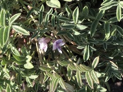 Astragalus vexilliflexus