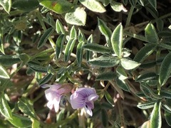 Astragalus vexilliflexus