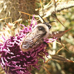 Bombus mesomelas