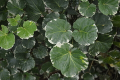 Polyscias scutellaria