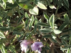 Astragalus vexilliflexus