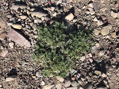 Astragalus vexilliflexus