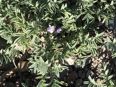 Astragalus vexilliflexus