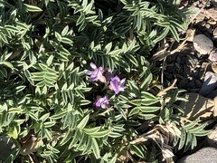 Astragalus vexilliflexus