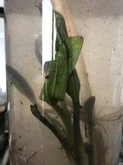 Echinodorus uruguayensis