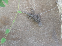 Sceloporus clarkii clarkii