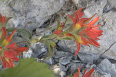 Castilleja pruinosa