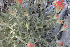 Castilleja pruinosa