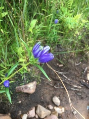 Gentiana linearis