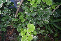 Polyscias scutellaria