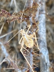 Brachyinsara hemiptera