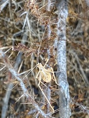 Brachyinsara hemiptera