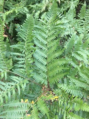 Pteridium aquilinum image