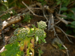 Hylotelephium anacampseros