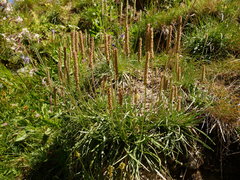 Plantago maritima serpentina