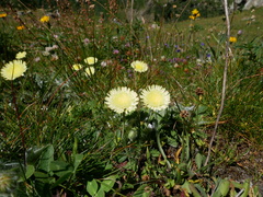 Schlagintweitia intybacea