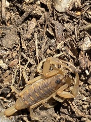 Centruroides exilicauda