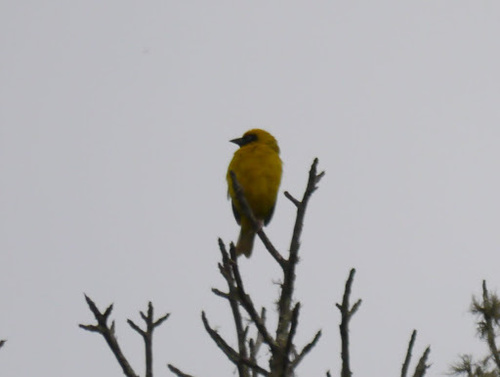 Bannerman's Weaver (Ploceus bannermani), photo 6