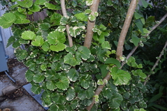 Polyscias scutellaria