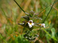 Euphrasia hirtella