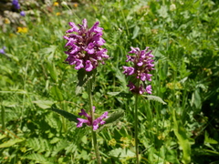 Betonica hirsuta