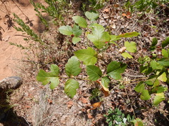Toxicodendron radicans negundo