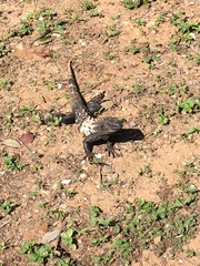 Ctenosaura oedirhina