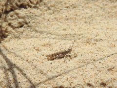 Sphingonotus imitans
