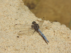 Orthetrum chrysostigma