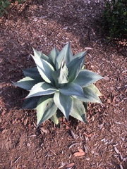 Agave ovatifolia