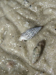 Lampanella minima