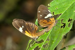 Chetone mimica phyleis