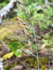 Poa glauca