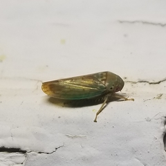 Polana quadrinotata