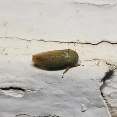 Polana quadrinotata