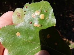 Polystepha quercifolia