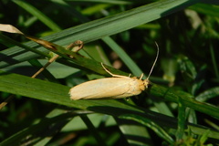 Eilema lutarella