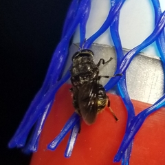 Dicyphoma schaefferi