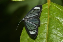 Monocreaga pheloides