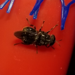 Dicyphoma schaefferi