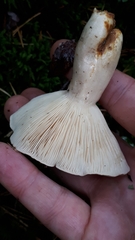 Lactarius utilis