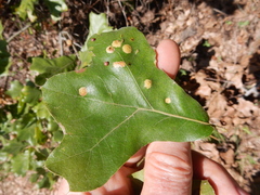 Polystepha quercifolia