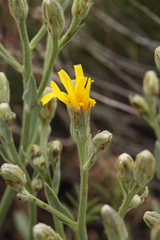 Crepis bakeri