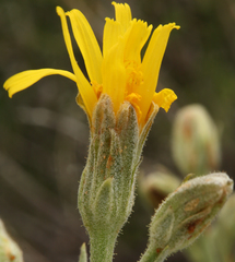 Crepis bakeri